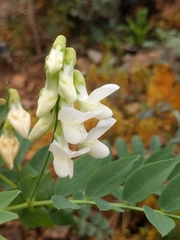 Lathyrus polyphyllus
