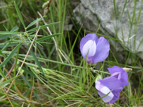 Image of Lathyrus filiformis by (c) Thomas Koffel, some rights reserved (CC BY)