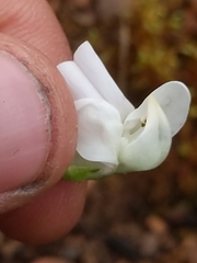 Lathyrus polyphyllus