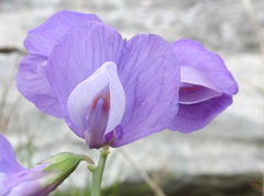 Lathyrus filiformis