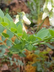 Lathyrus polyphyllus
