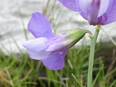Lathyrus filiformis