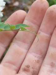 Lathyrus polyphyllus