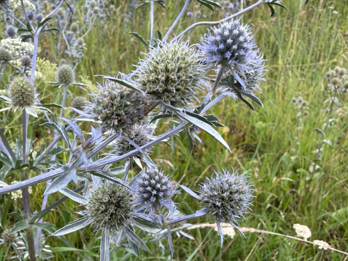 Blue Eryngo