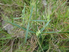 Lathyrus filiformis