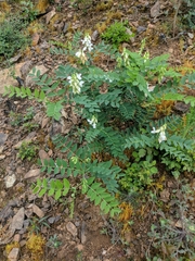 Lathyrus polyphyllus