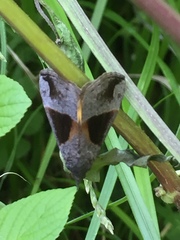 Hypena trigonalis