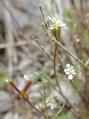 Southern shepherd's-needle (Scandix australis)