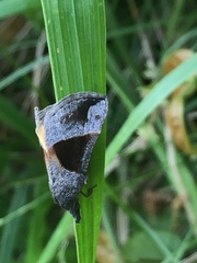 Hypena trigonalis