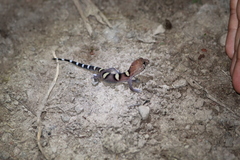Coleonyx
