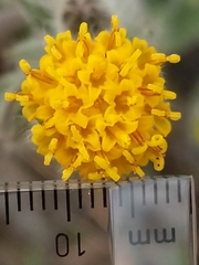 Arnica spathulata