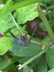 Hypena trigonalis