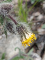 Arnica spathulata