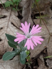Silene hookeri