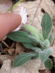 Silene hookeri