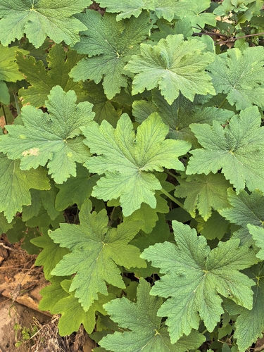 Pelargonium hispidum, photograph 4