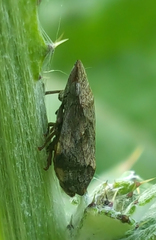 Lepyronia quadrangularis