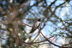 Oreotrochilus leucopleurus