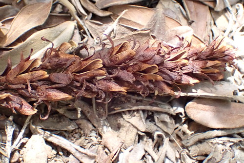 desert broomrape