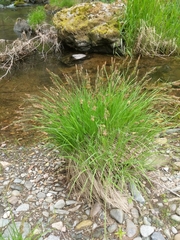 Carex nudata