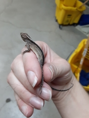 Anolis sagrei