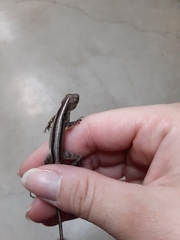 Anolis sagrei