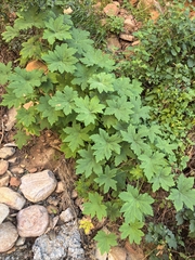 author not stated, no rights reserved Pelargonium hispidum, photograph author not stated, no rights reserved