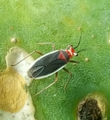 Hesperolabops gelastops