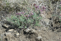 Astragalus malacus