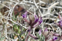 Astragalus malacus