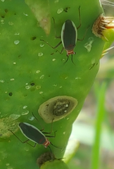 Hesperolabops gelastops