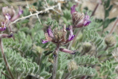 Astragalus malacus