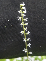 Ozomelis diversifolia