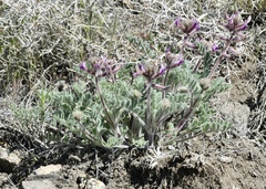 Astragalus malacus