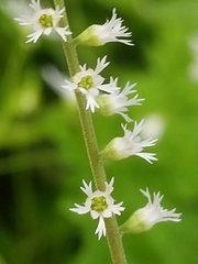 Ozomelis diversifolia