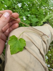 Ozomelis diversifolia