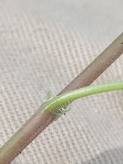 Ozomelis diversifolia