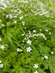 Ozomelis diversifolia