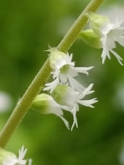 Ozomelis diversifolia