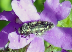 Acmaeodera