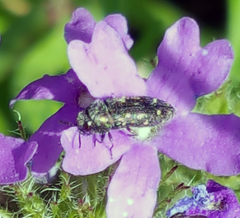 Acmaeodera
