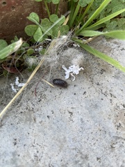 Armadillidium vulgare