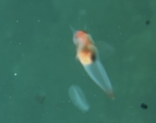 Naked Sea Butterfly