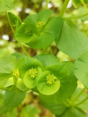 Euphorbia crenulata