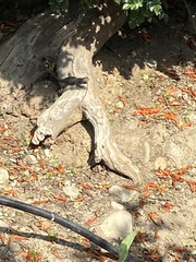 Sceloporus occidentalis