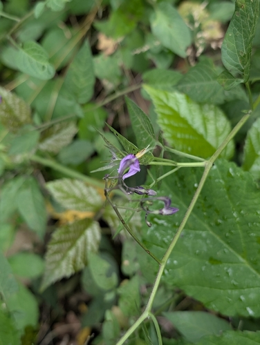 bittersweet nightshade