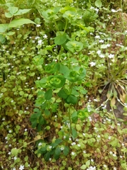 Euphorbia crenulata
