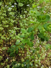Euphorbia crenulata