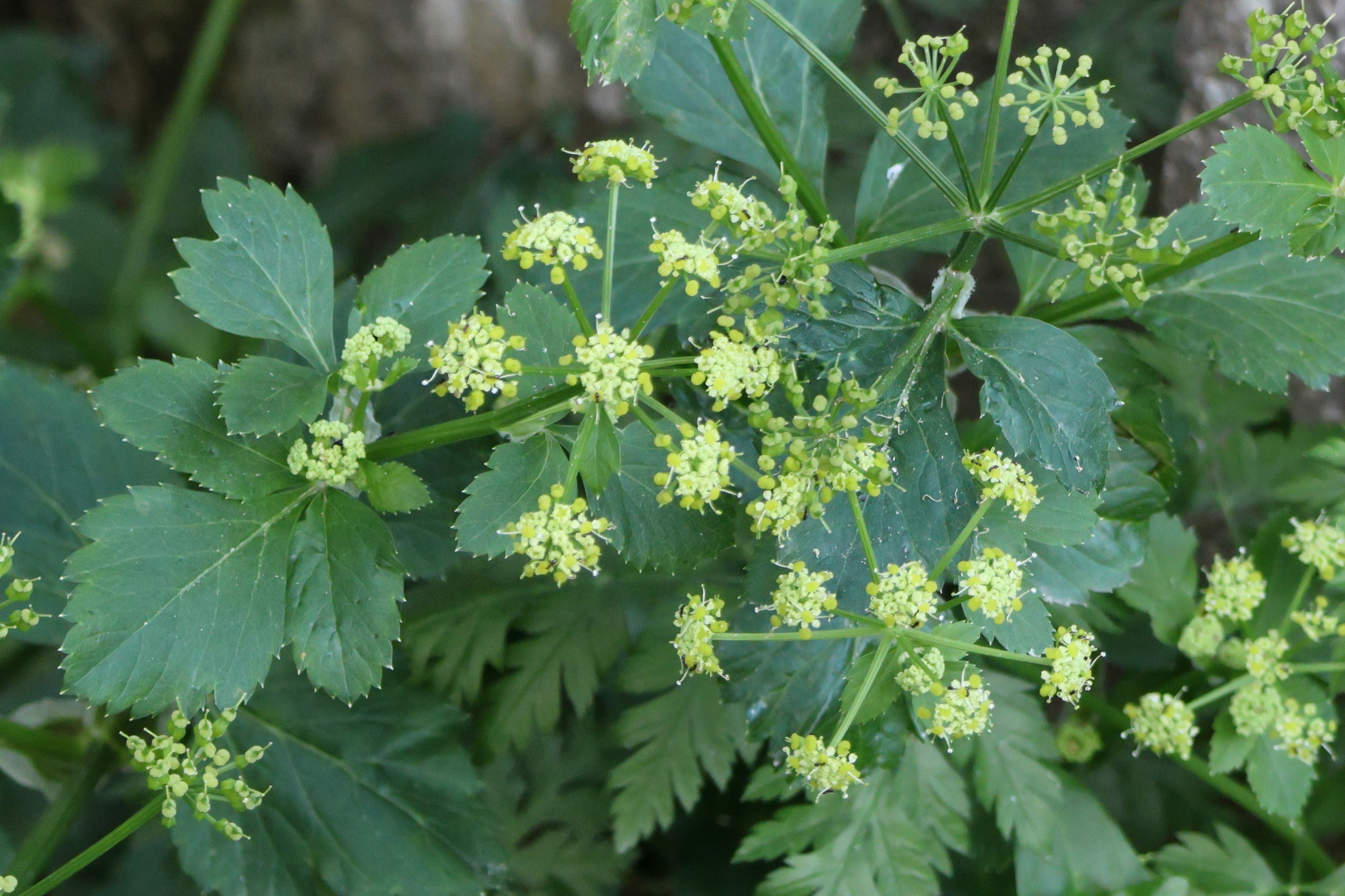 Smyrnium olusatrum