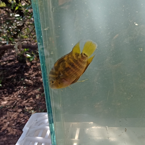 Pretty acara (Australoheros scitulus) — Cichlidae — 4
